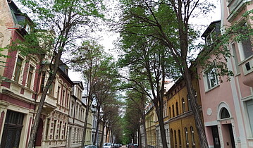 Baumkronenreihe in der Friedrichstraße Bernburg.