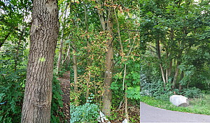 Gekennzeichnete Bäume im Auwald, die von den Fällungen verschont bleiben sollen.
