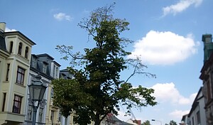 Krone der Linde vor der Alten Post in Bernburg.